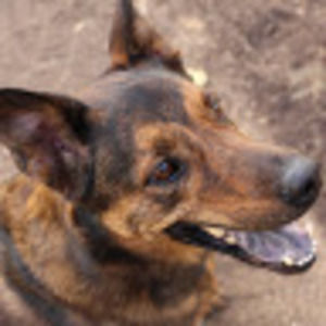 Meet your Posher, Greg